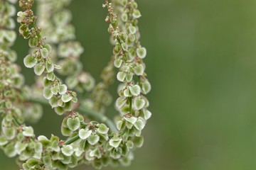 Fruits of garden sorrel (Rumex acetosa)