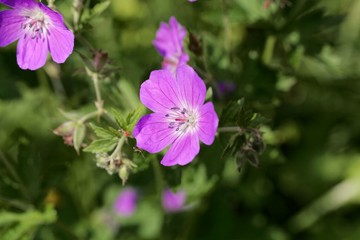 Obraz premium Meadow geranium (Geranium pratense)