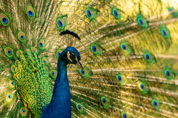 Obraz premium A peacock looking to the right-hand side