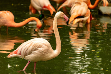 A flamingo standing in a dirty pond and looking to the right