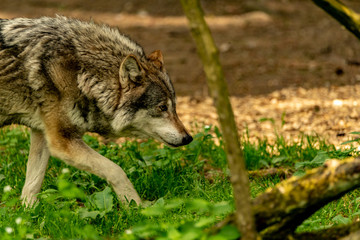 Fototapeta premium An eurasien wolve is going to the hunt