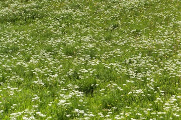Mountain meadow in the Thuringian forest with flowers