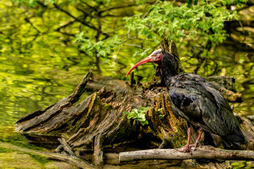 An hermit ibis sitting on a tree and watching