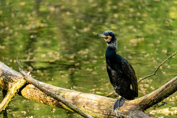 A black cormorant sitting on a tree and looking up
