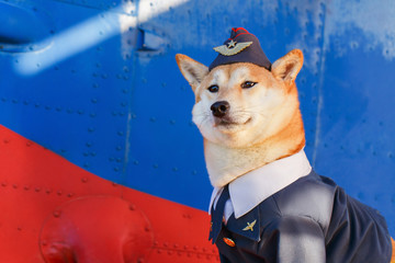 Funny photo of the Shiba inu dog