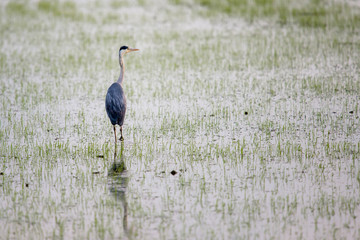 Ardea cinerea in nature. Ornithological tourism in Spain.