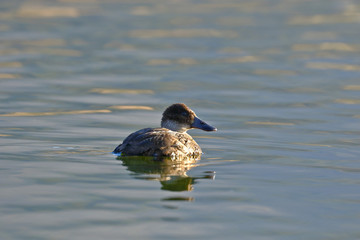 Wide-billed frog duck (Oxyura ferruginea) swimming lonely