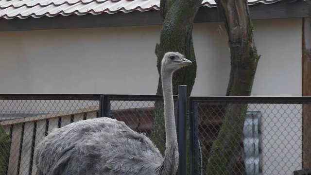 Ostrich walks around the aviary and looks around.