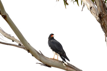 Detail of an Andean Caracara (Phalcoboenus megalopterus) perched on the branches of a eucalyptus tree in the Andes