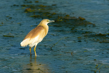 Ardeola ralloides in nature. Ornithological tourism in Spain.