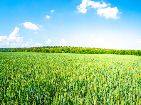 Green spring field of grain on sunny day with blue sky and white clouds. Natural, agricultural and rural landscape walpaper.
