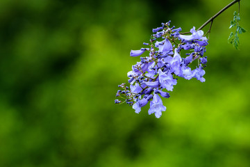 Close up of purple flowers blooming on a Jacaranda Tree, Hawaii
