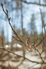Golden wedding rings hang on a branch