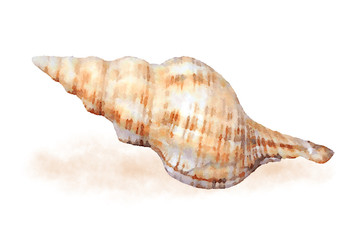 Watercolor sea shell 2
