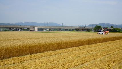 Fototapeta na wymiar 麦刈りの風景　福岡県の筑後平野