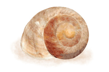 Watercolor sea shell 7