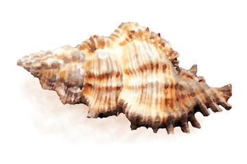 Obraz premium Watercolor sea shell 9