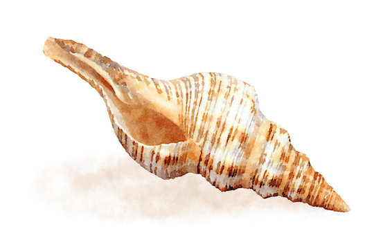Watercolor sea shell 1
