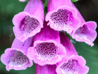 Fioletowe kwiaty dzwonki makro