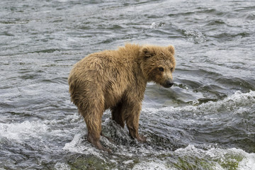 Lonely Brown Bear Cub in River © Mark Kostich