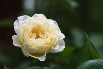 beautiful rose flower in creamy yellow white against a dark green foliage background with copy space
