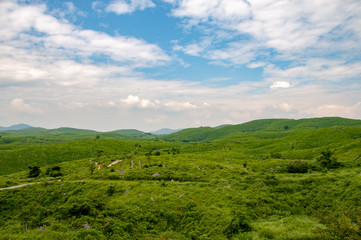 Fototapeta premium カルスト台地 秋吉台の草原