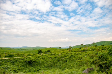 カルスト台地 秋吉台の草原