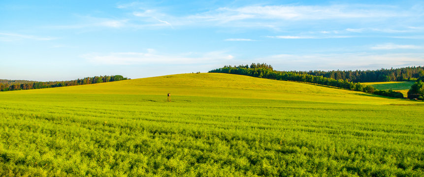 Green field panorama landscape. Panoramic view in the spring evening. © pyty