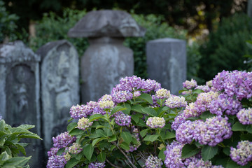 アジサイと石碑