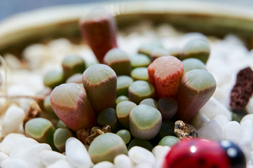  The succulents closeup.
