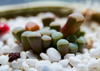  The succulents closeup.