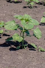 The sunflower plant.