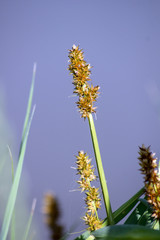  Carex (Carex humilis).