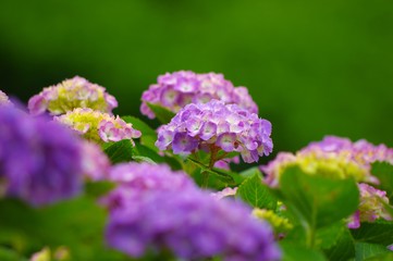Fototapeta premium 紫陽花