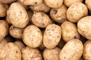 初夏　収穫したての新じゃが