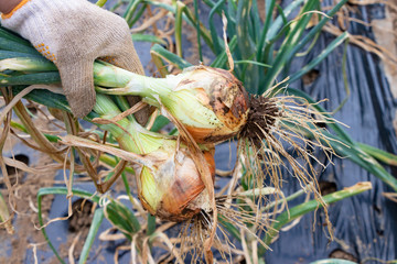 初夏　新たまねぎの収穫風景