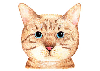 Portrait of a British cat. Watercolor illustration.
British cat with blue eyes on a white background. Element for design.