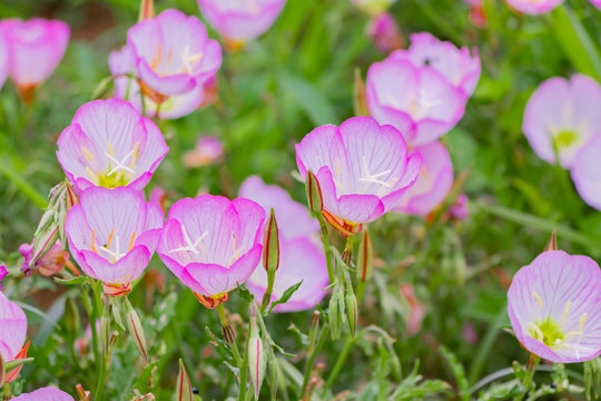 昼咲月見草」の写真素材 | 212件の無料イラスト画像 | Adobe Stock