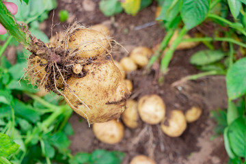 初夏の新じゃがいもの収穫風景