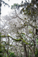 Beautiful oak trees with Spanish Moss