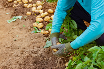 初夏の新じゃがいもの収穫風景
