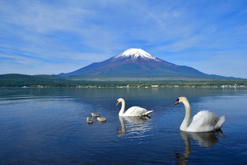 富士山バックに子どもたちを優しく見守る白鳥の親