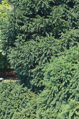 green, tree, nature, plant, forest, leaf, fern, leaves, texture, pine, summer, bush, evergreen, wood, fir, branch, flora, grass, garden, conifer, christmas, foliage, park, trees, branches