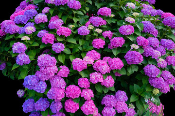 一つの木に様々な色の花が咲くアジサイ