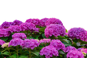 美しいアジサイ(白背景)