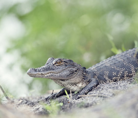 Young American Alligator