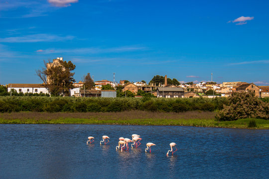 Flamingo. Flamingos on the lagoon &ldquo;Laguna de Fuente de Piedra&rdquo;. Fuente de Piedra, Malaga Province, Andalusia, Spain. Picture taken &ndash; 3 june 2018.