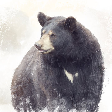 Black Bear watercolor
