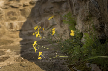 piscenlit,fleurs jaune