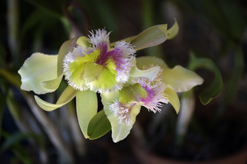 Green orchid on dark brown background